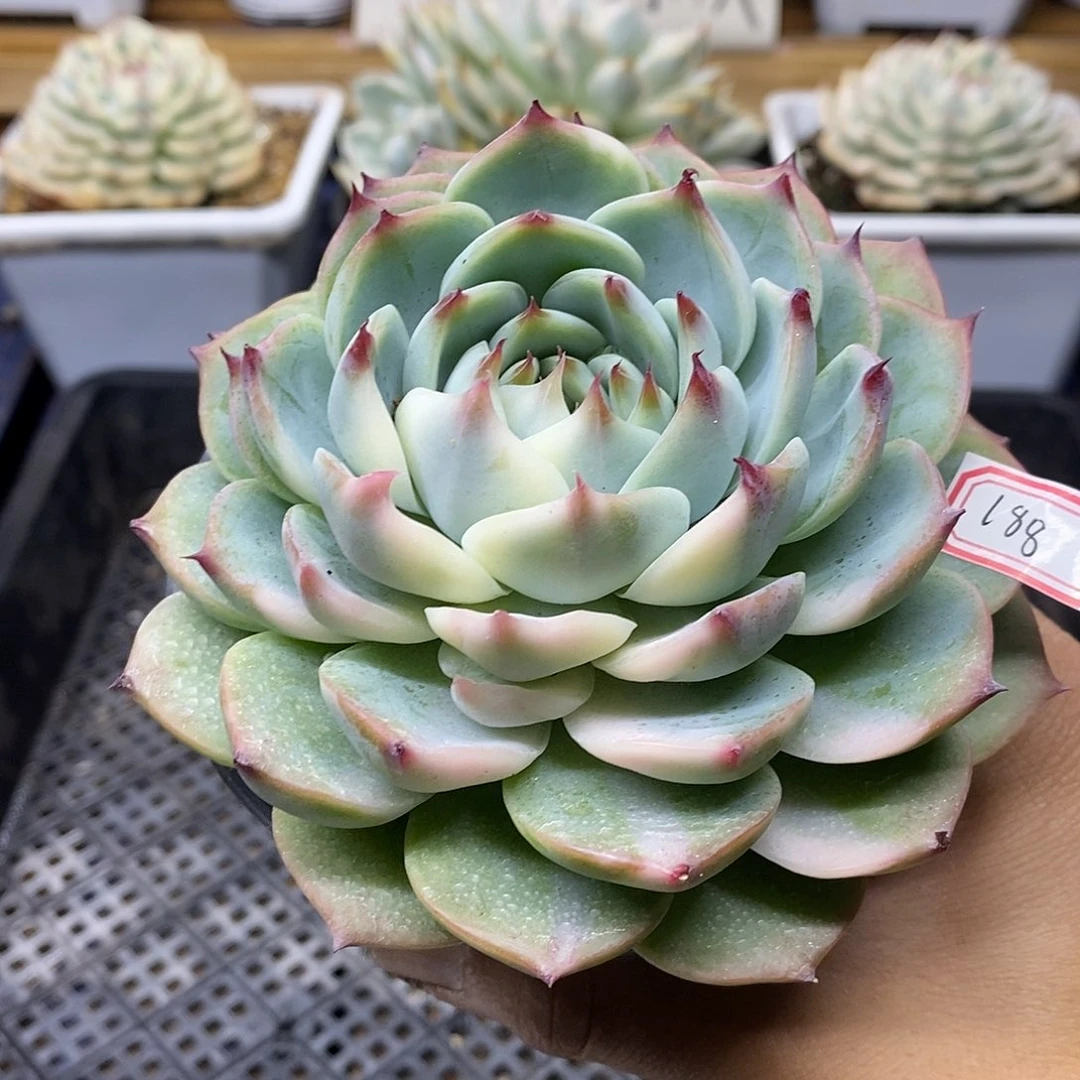 10188 福利吉娃娃锦 不售后