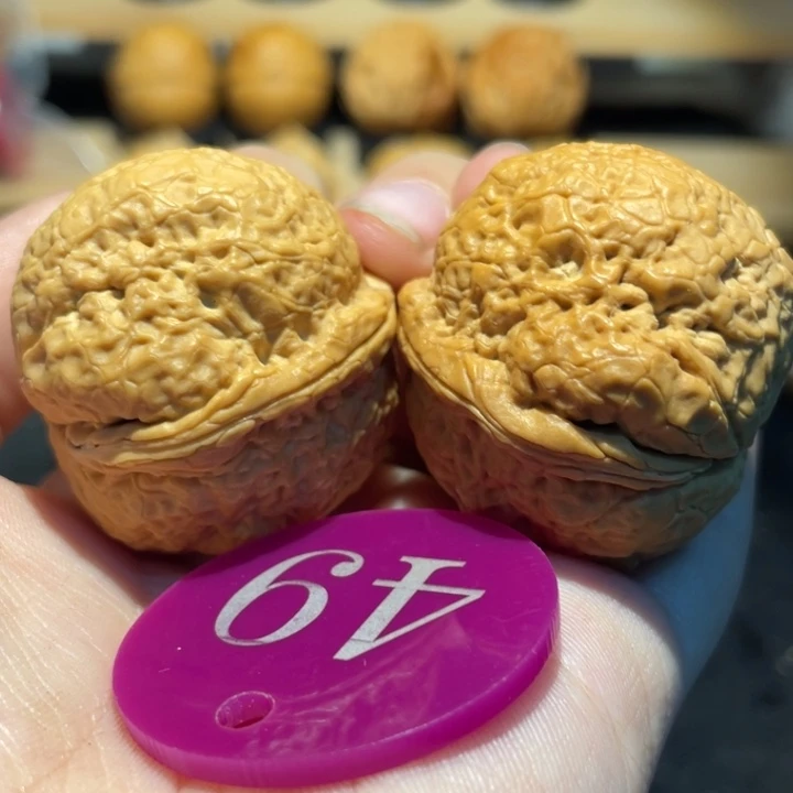 帝王蟾39尺寸核桃