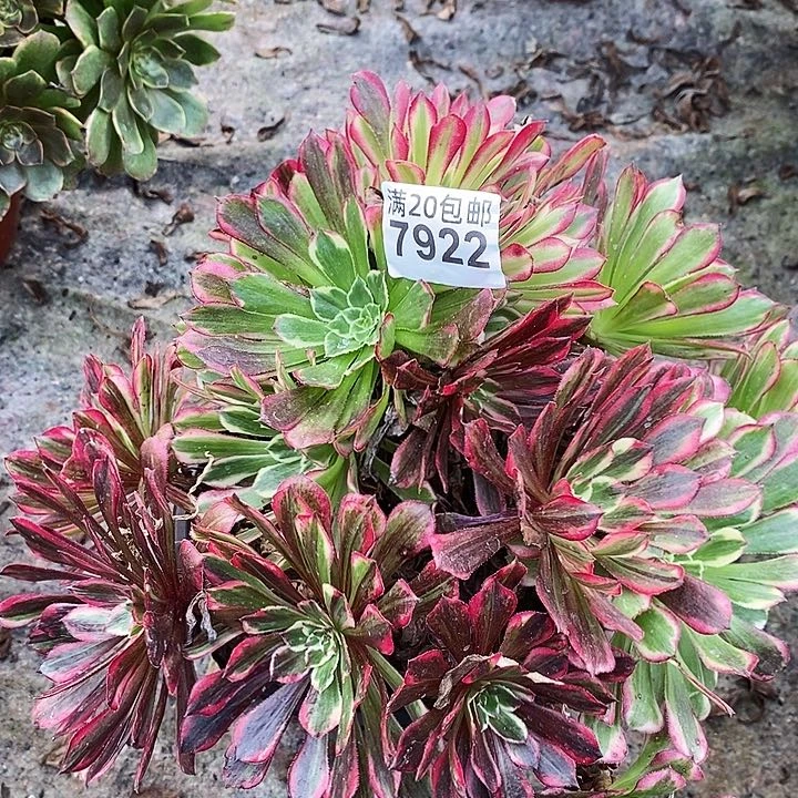 7922 一颗同花顺法师