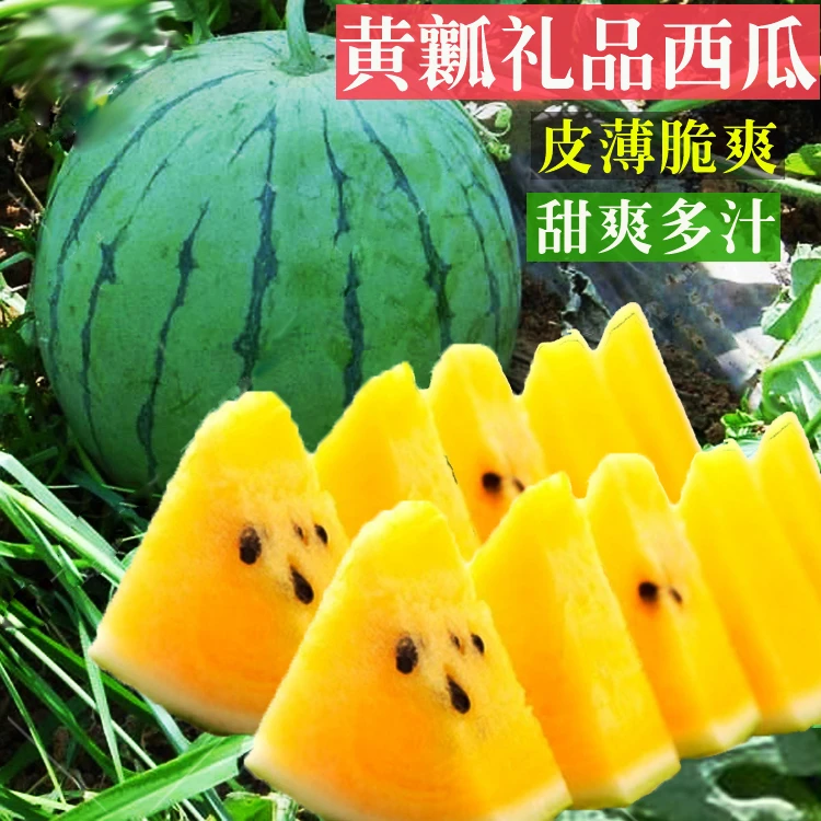 特小凤西瓜种子春季夏季