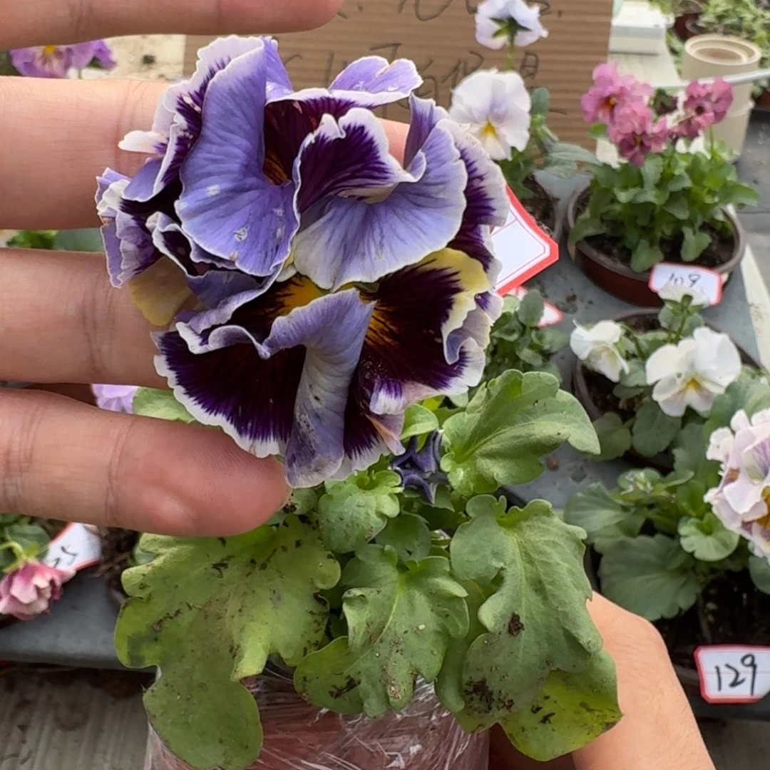 大部分花苞少量开放117