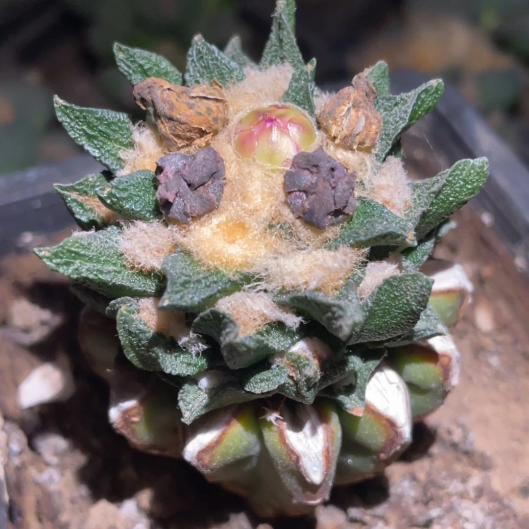 无花朵龙角牡丹 仙人球开花