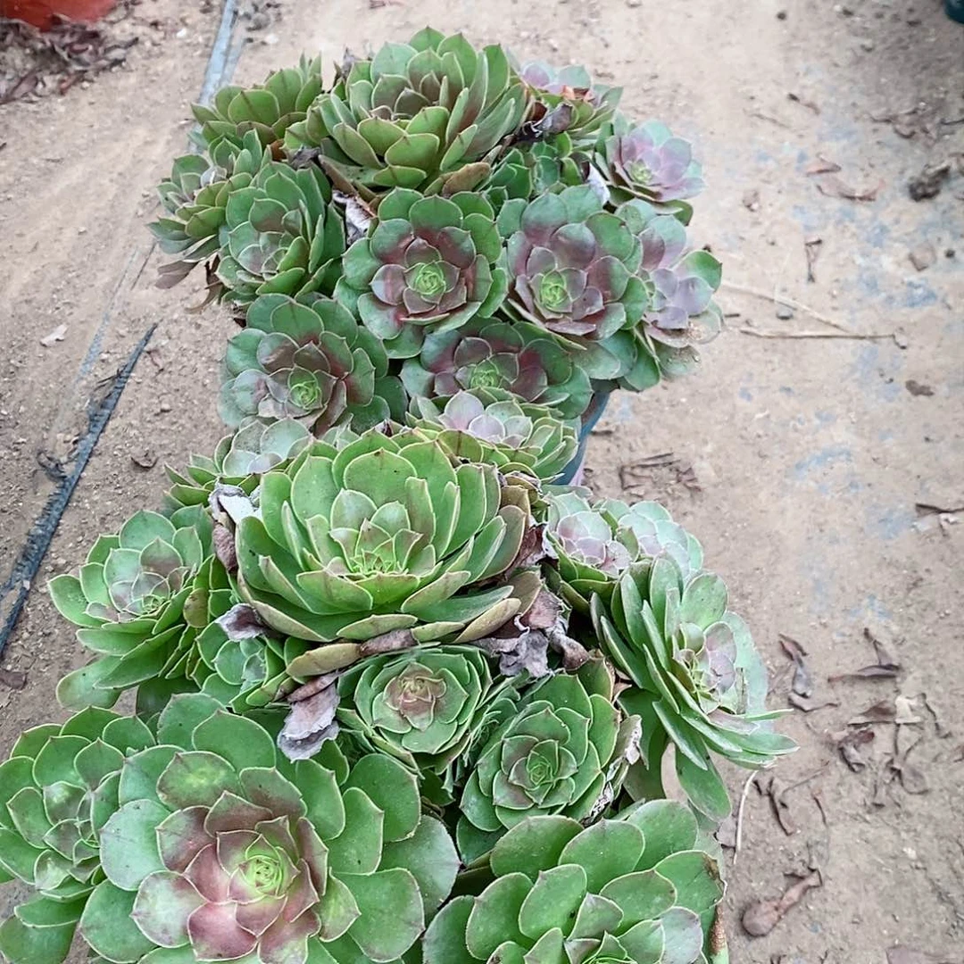 两棵大货50元老桩