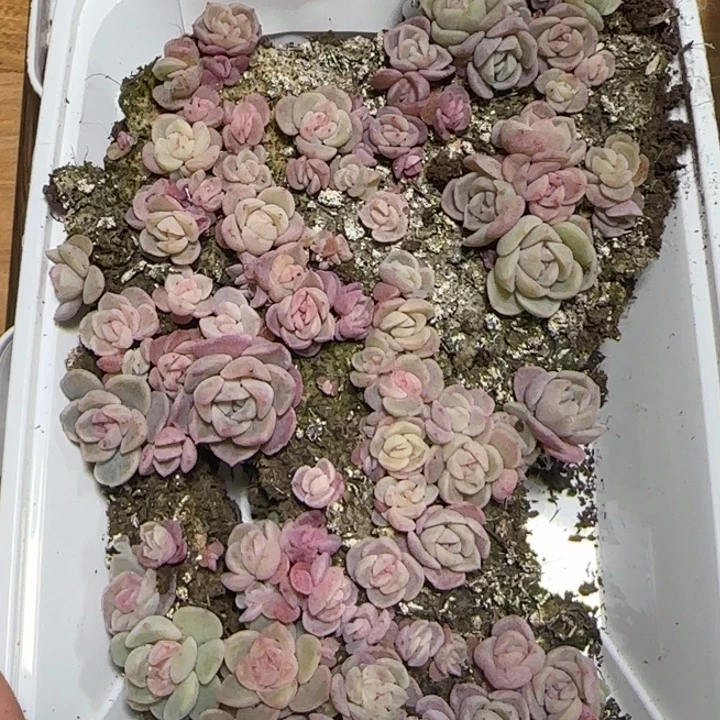 26王者多肉种播苗一盒