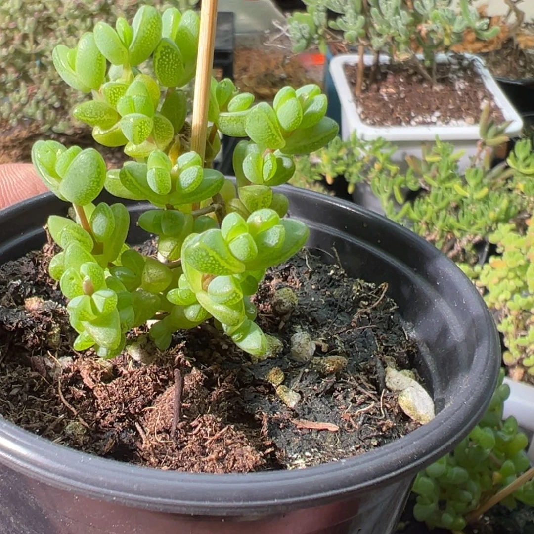 元宝90杯老桩福利