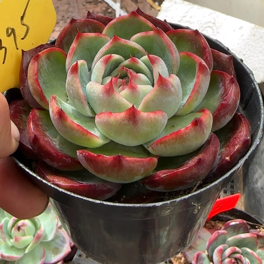 惊鸿一物一拍包装收缩花旱395