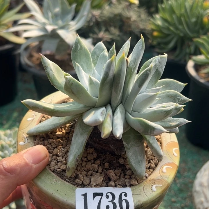 736号牡丹苹果叶三代