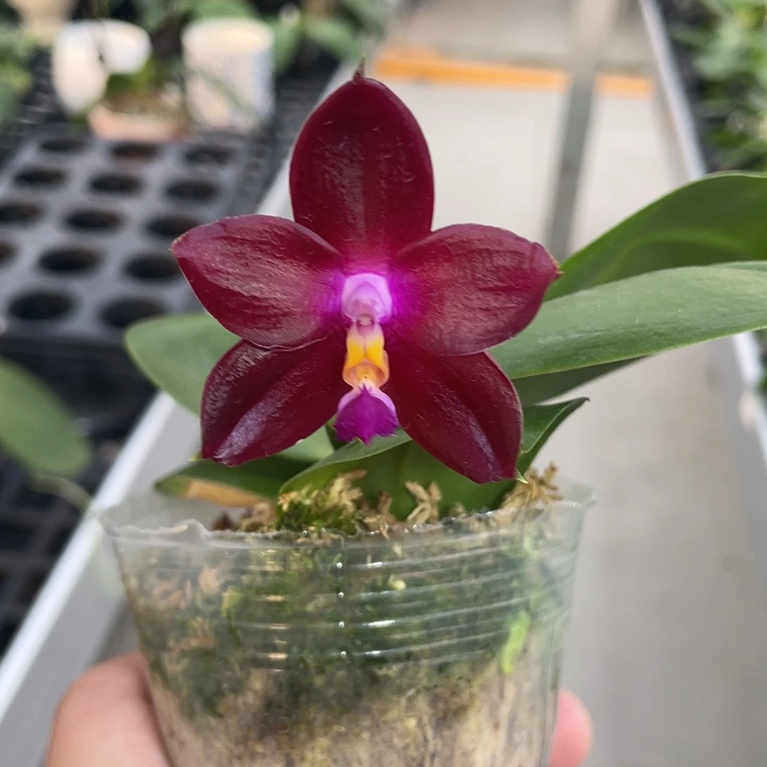 完全开放炸福利开花株 408号