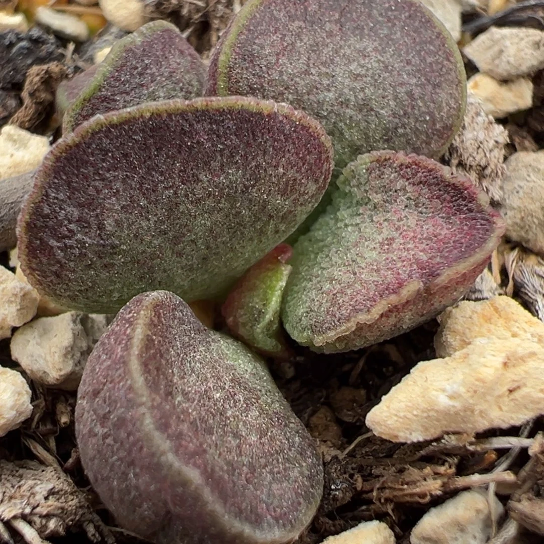 实生新品多肉植物水泡多肉植物
