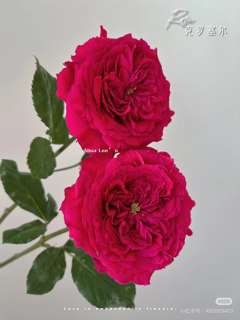 （绿光玫瑰）艾比利➕其他12支！三件顺丰空运20%不售后