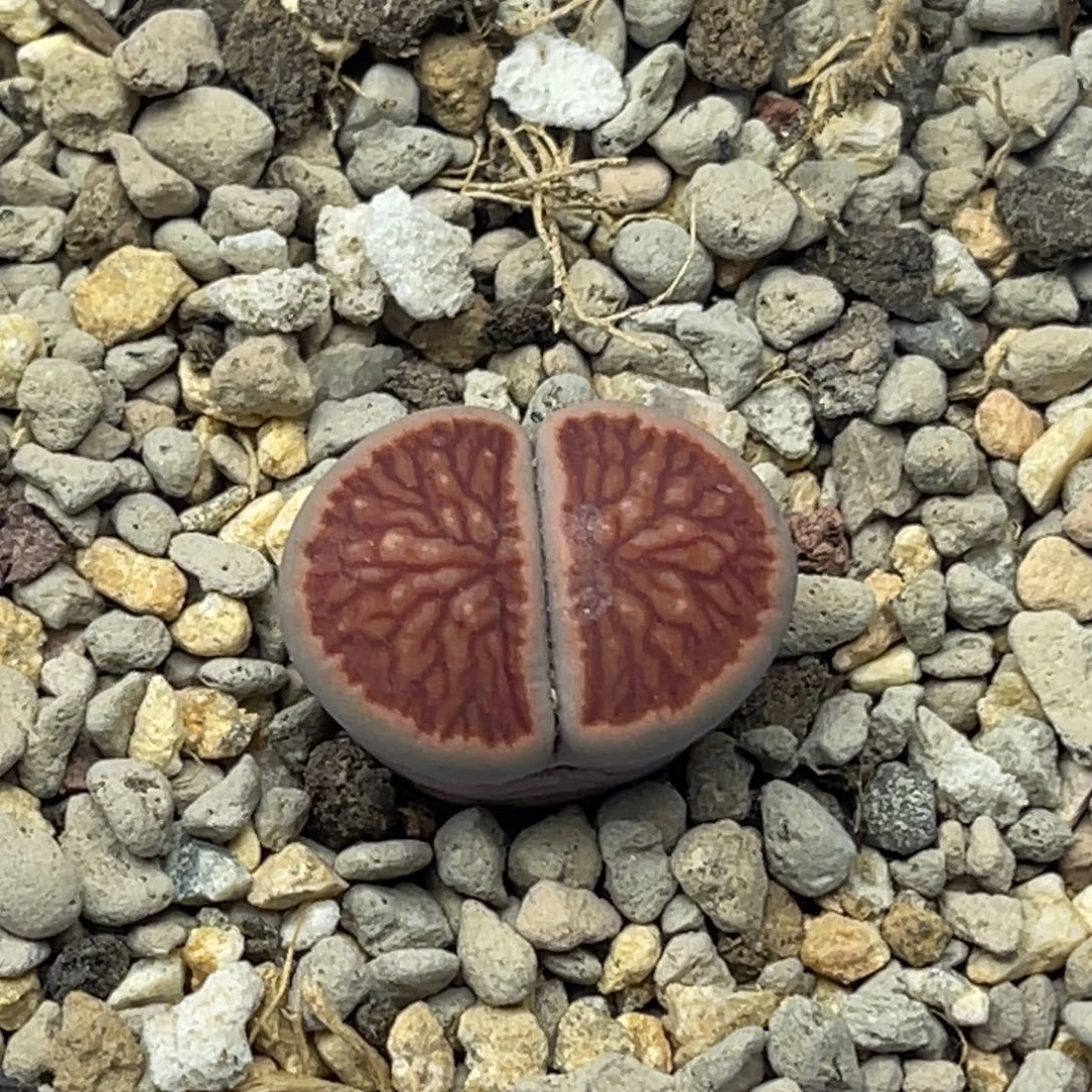 0441莲花红窗菊一颗
