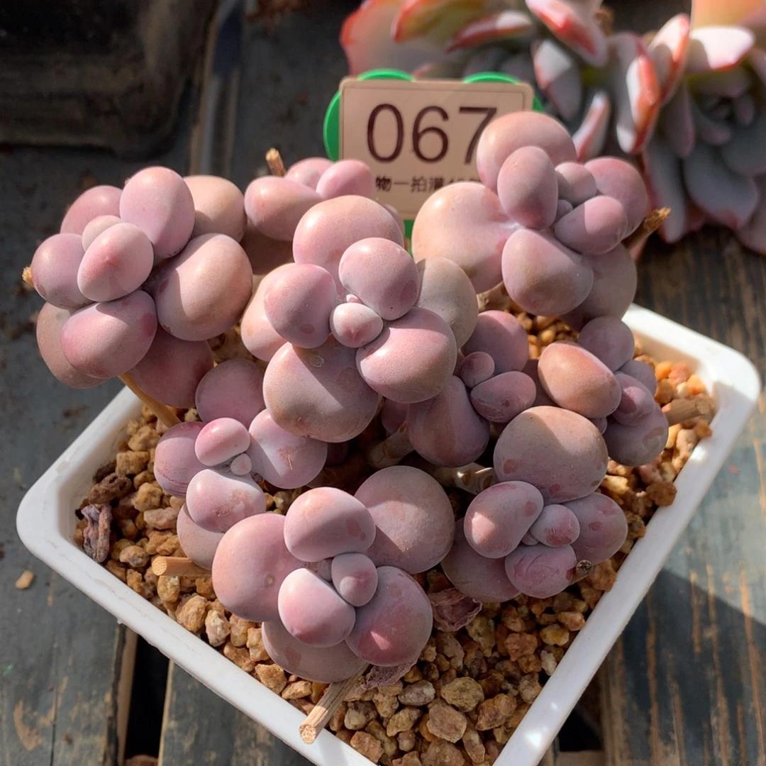 腰子蛋老桩开播福利067