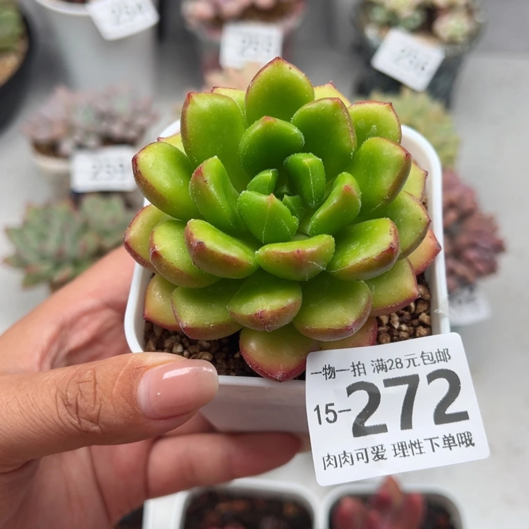 水晶卡罗尔多肉多肉多肉多肉