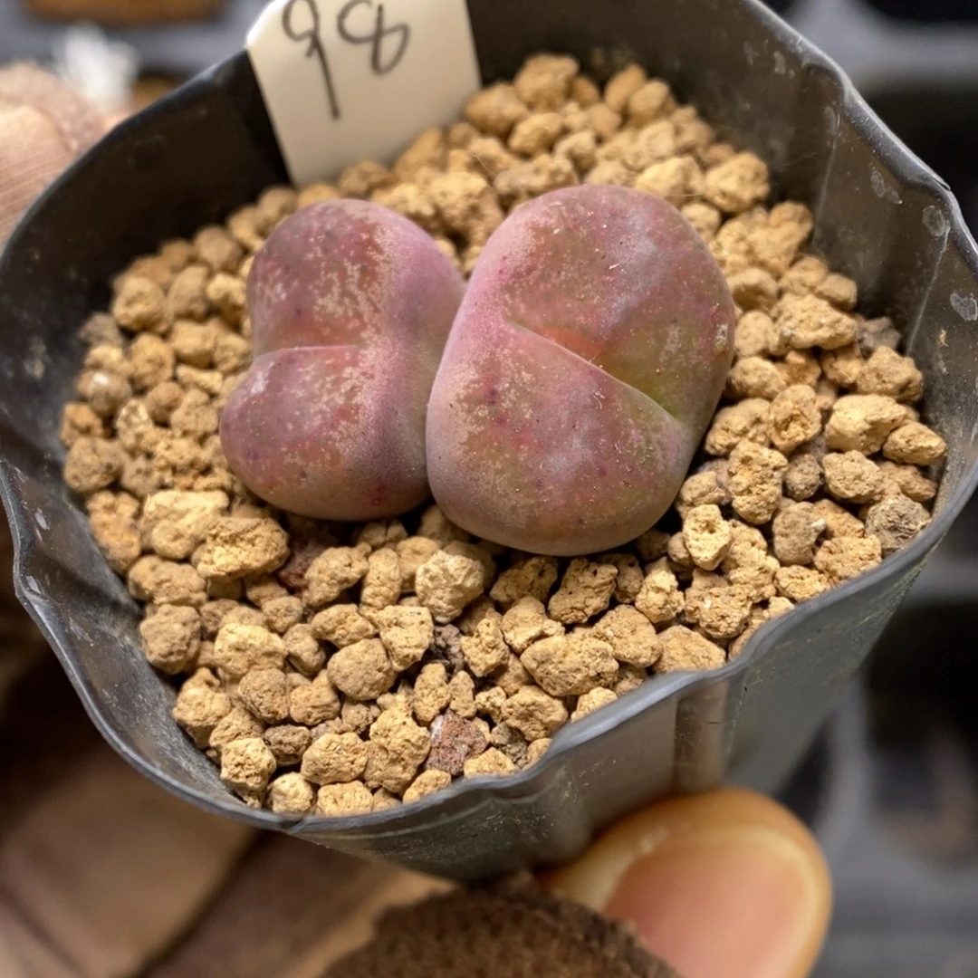 多肉植物肉锥杂交K-3356 KFG墨杂