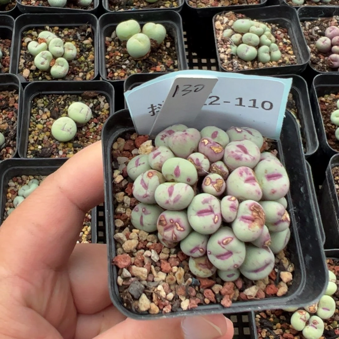 憨***达22-110肉锥多肉植物