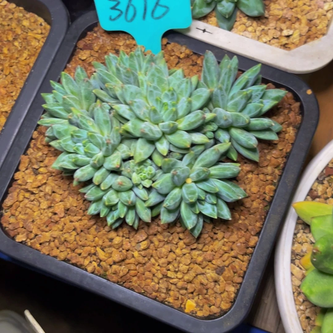 3616下午多肉植物群生
