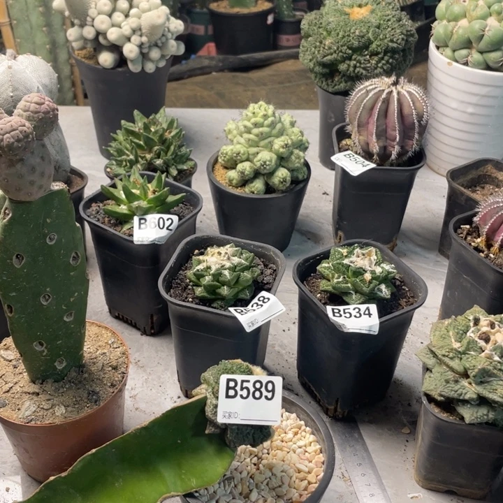 589哥斯拉仙人球一个