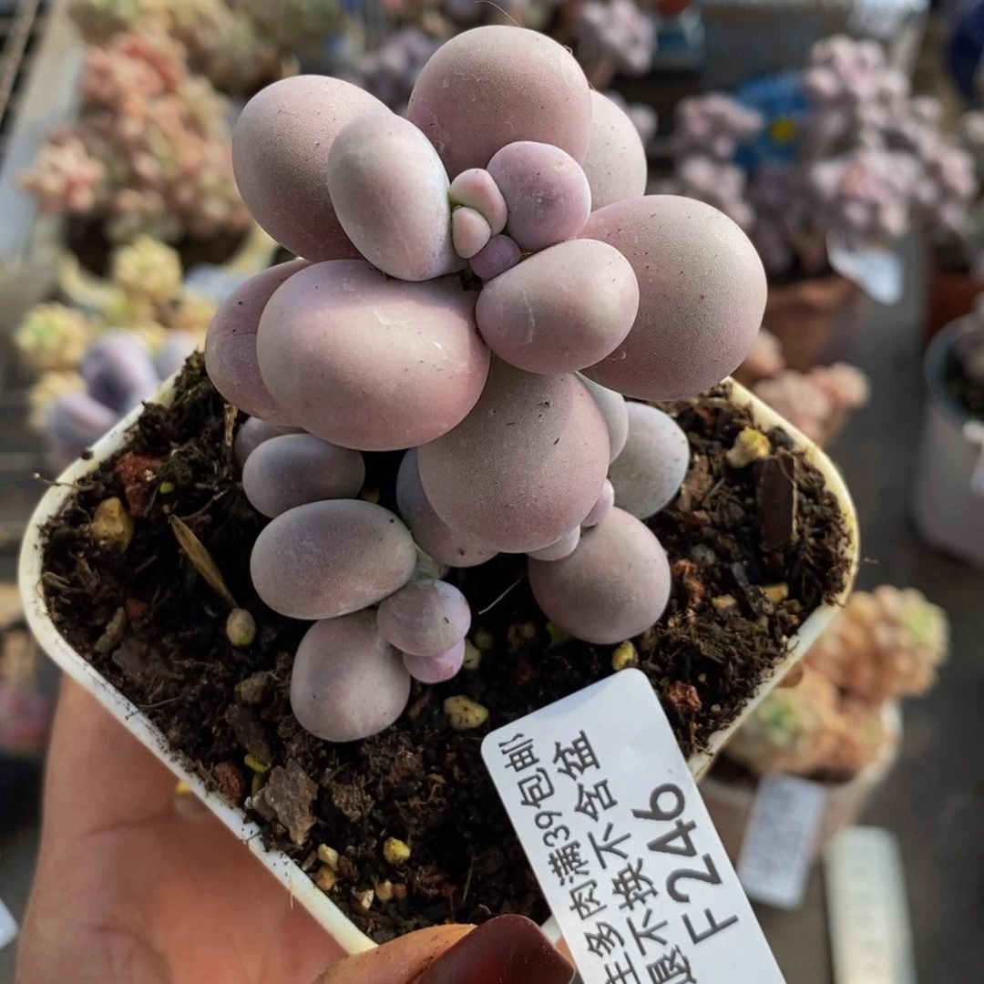 原始奶酪246/5c m