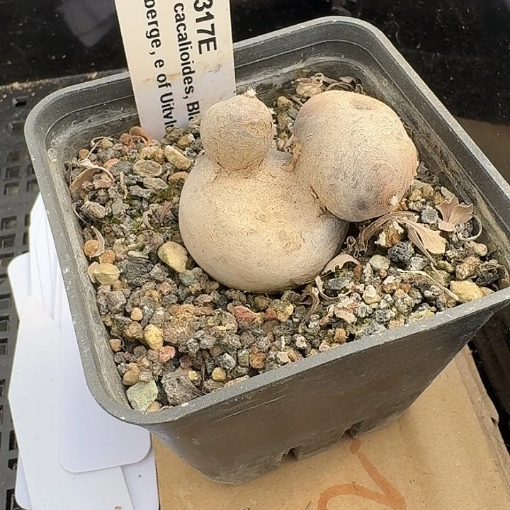 今日福利带盆发货