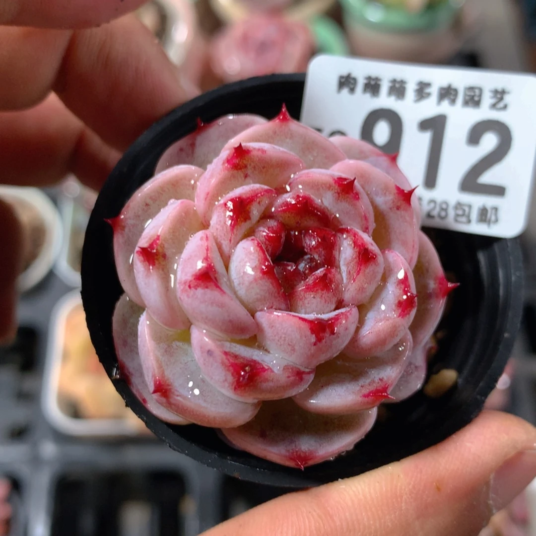 5CM拇指盆精控多肉ZO912