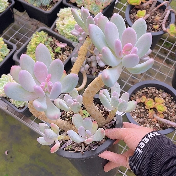 咖啡美人杂25187多肉植物