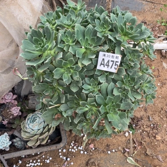 475白金法师不包断枝