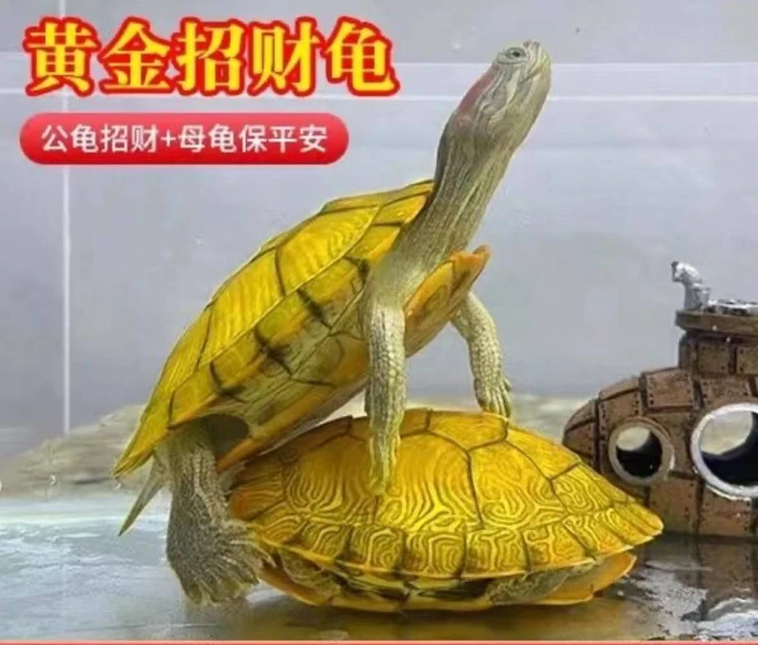 【黄金招财龟】一对小龟