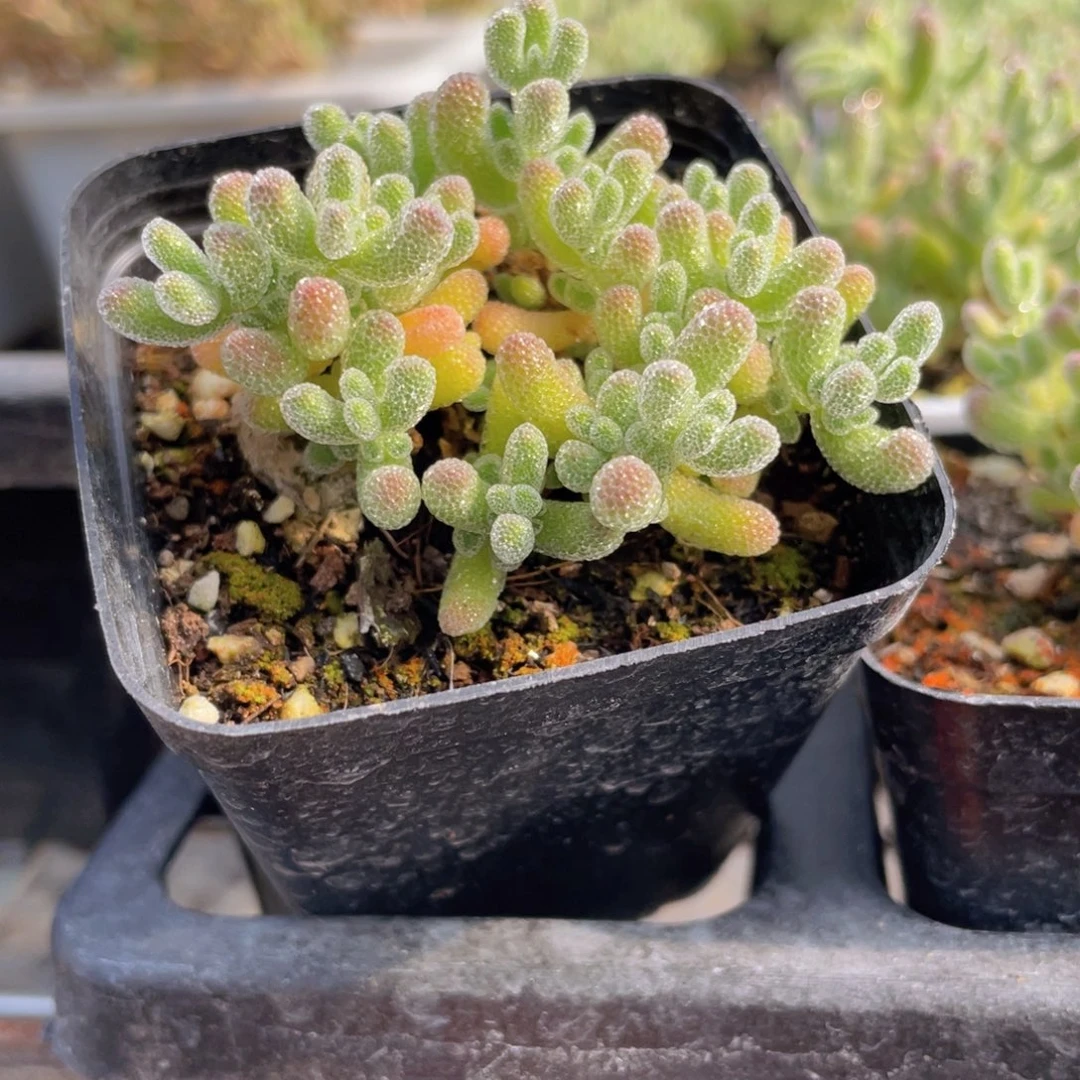 实生冰晶枝干多肉9.9包邮发货