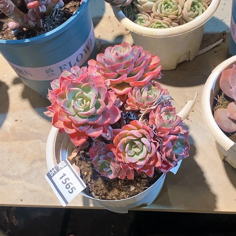 【闪购商品】雨滴1565