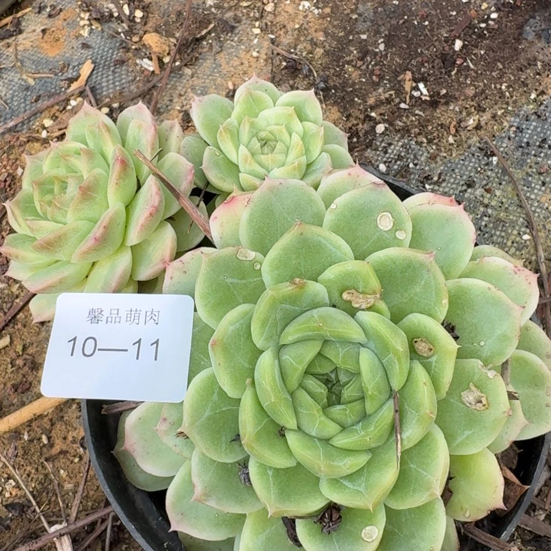 多肉杂交一物一拍10-11