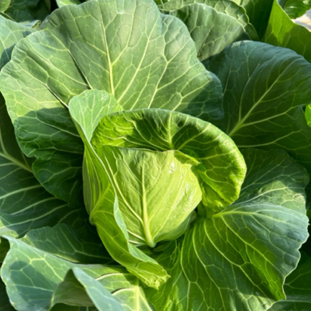 结球甘蓝新鲜蔬菜现采现摘绿色认证产品