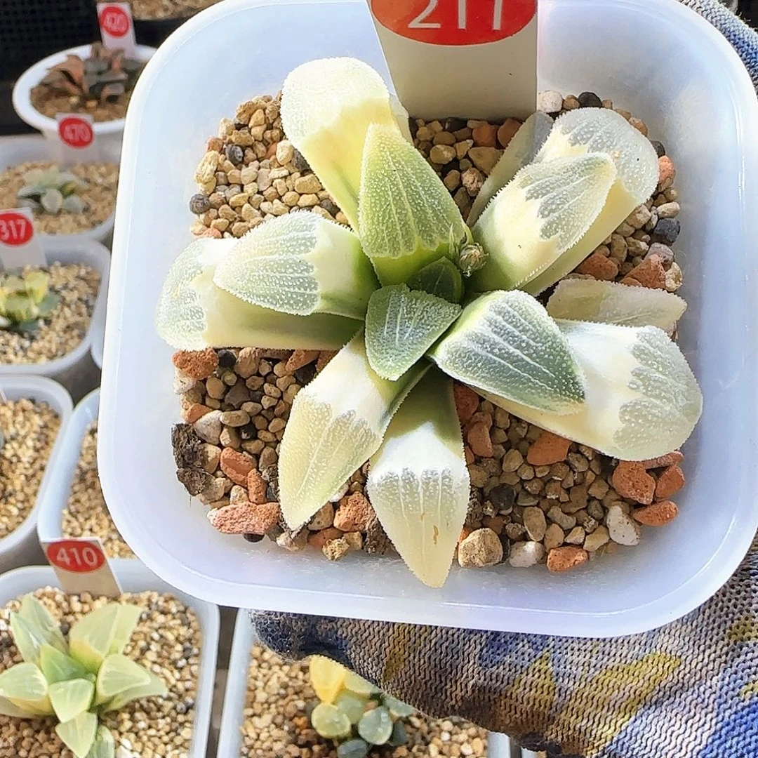 211糊斑蓝光 8 厘米左右一物一拍带盆发货