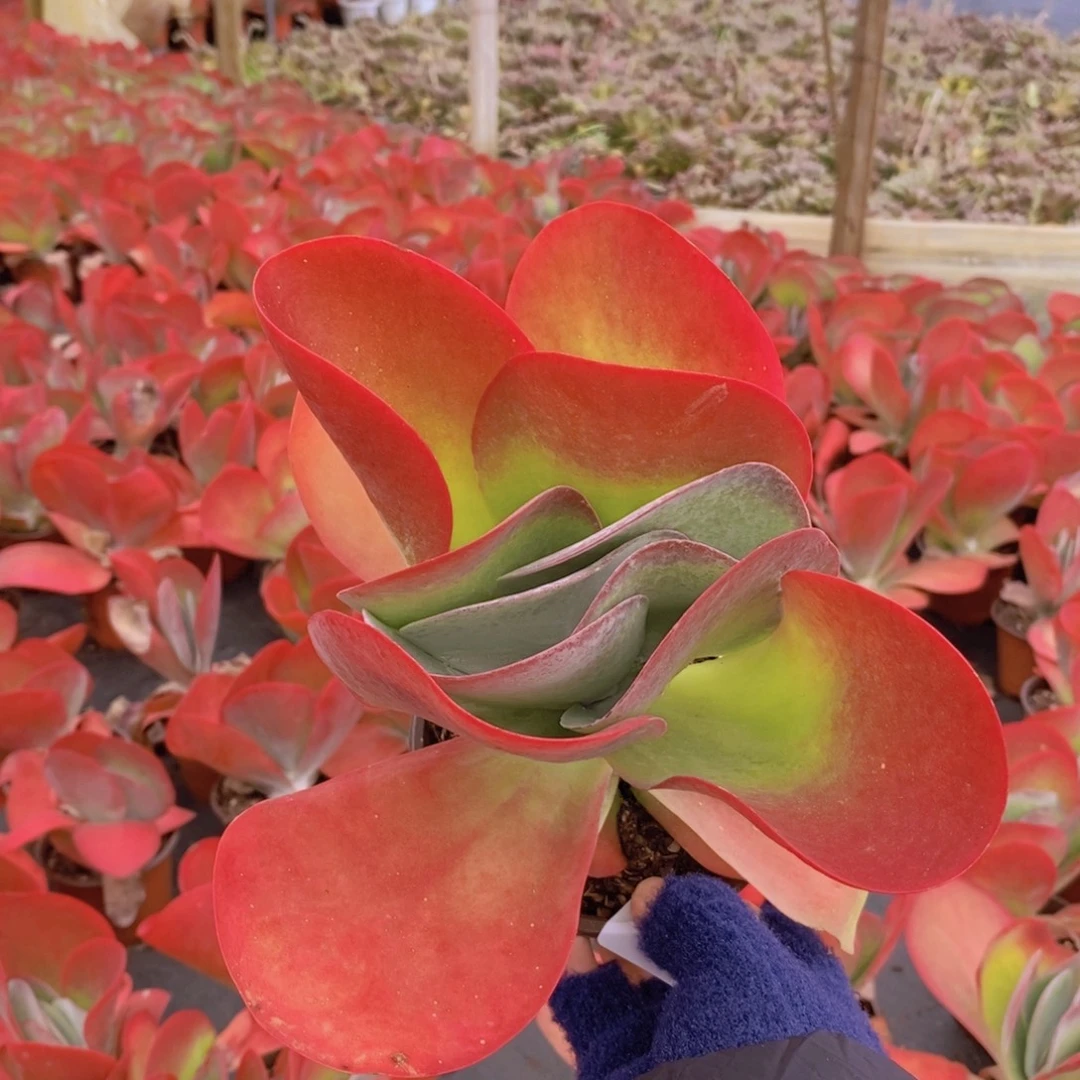 989688唐印大单头一物一拍