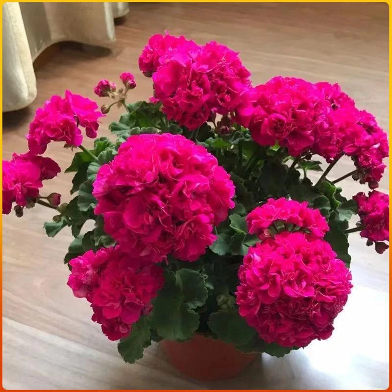 重瓣大花天竺葵盆栽花苗四季开花不断庭院室内外阳台好养花卉盆栽