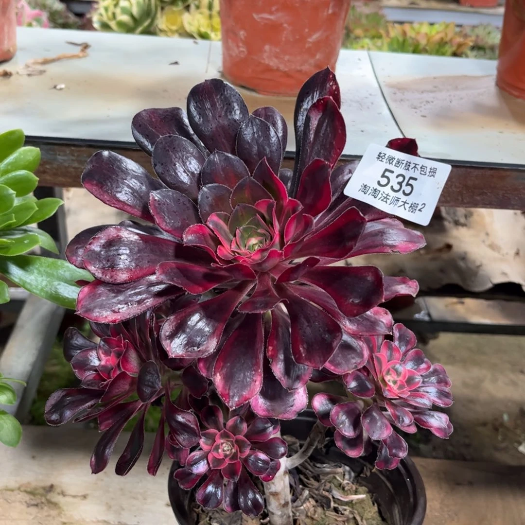 535丽娜阴阳多肉植物法师