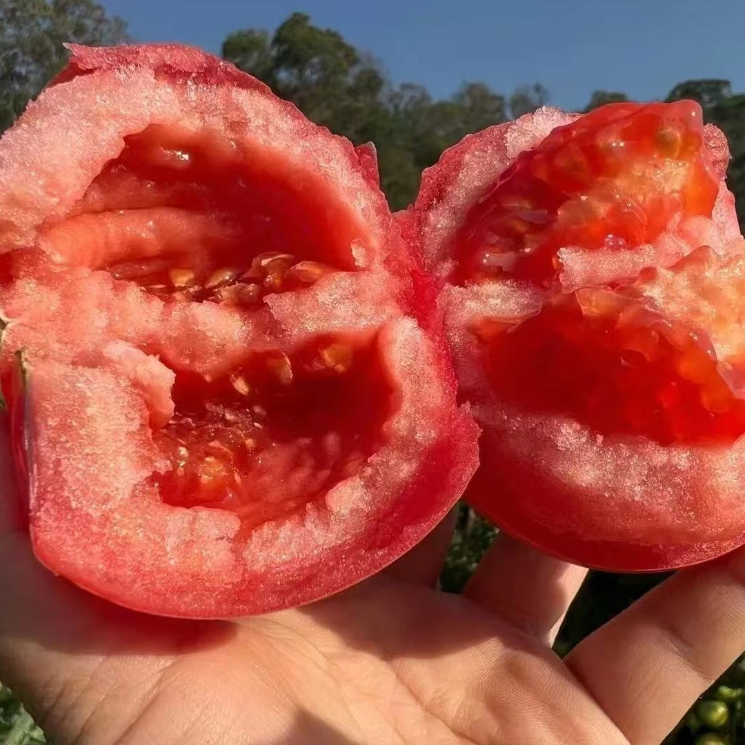 顺丰包邮米易老品种西红柿正宗新鲜应季可当水果的自然熟大番茄