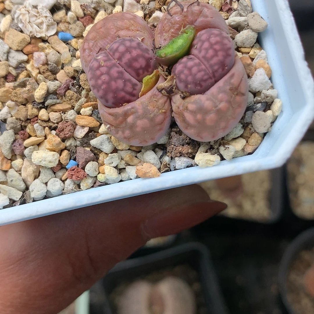 K782多肉植物保护研究所