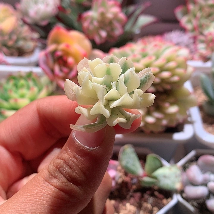 特玉莲腹轮锦侧芽可嫁接