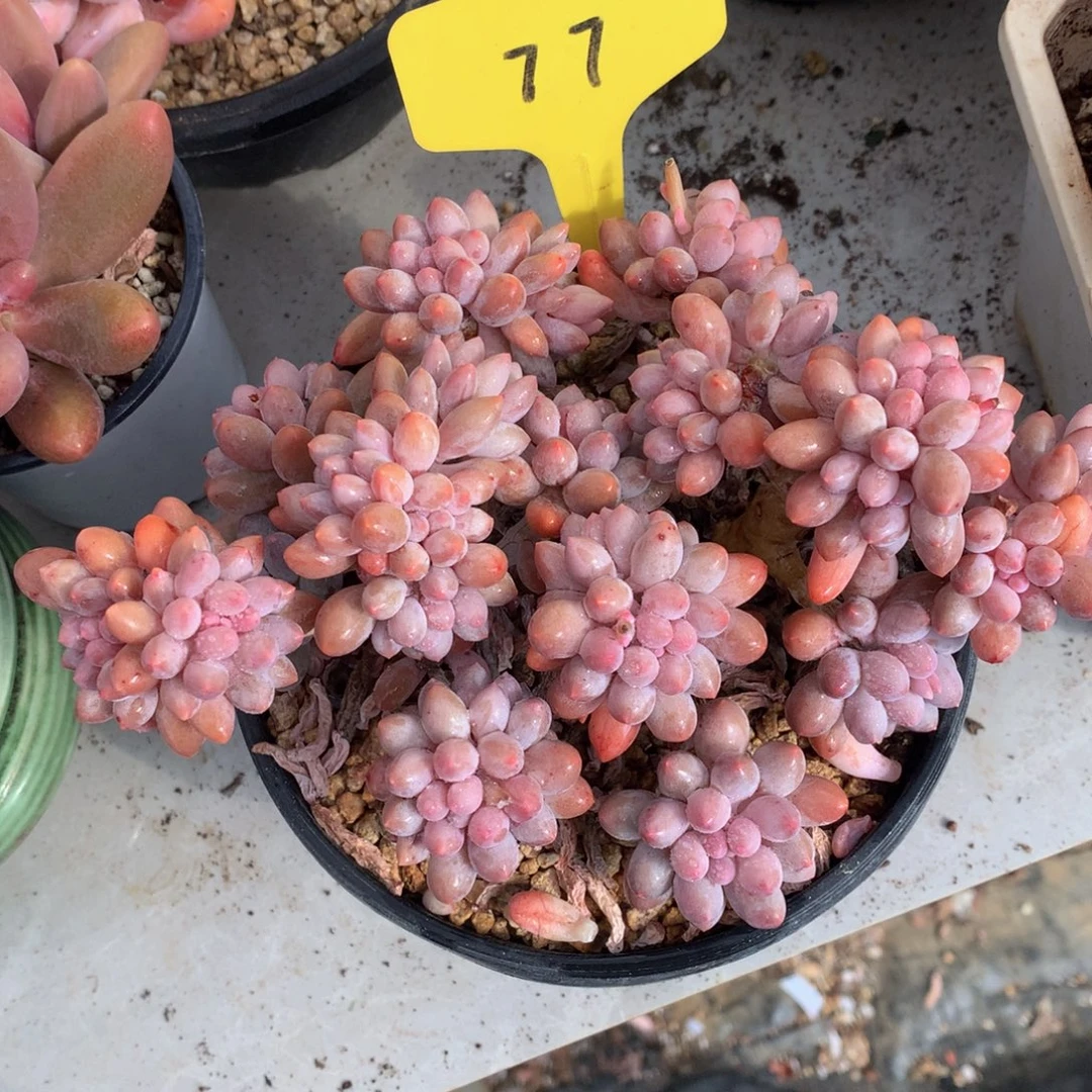 郭***°婴儿手指7272727227