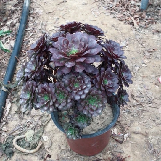 平***果黑铜法师多肉植物34