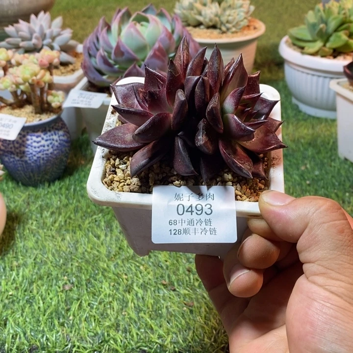 0493啊啊啊啊啊啊啊啊啊啊