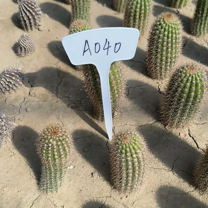 ?**我时光瑕疵无售后