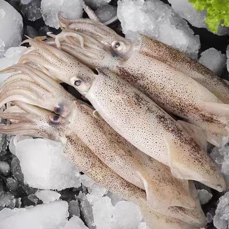 笔管鲜活鱼小冷冻兔子鱿鱼海兔墨鱼新鲜批发海鲜