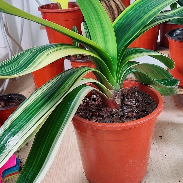 完全开放君子兰好看