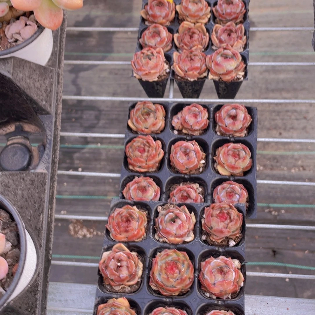 1097号 红色恋人捡漏九个