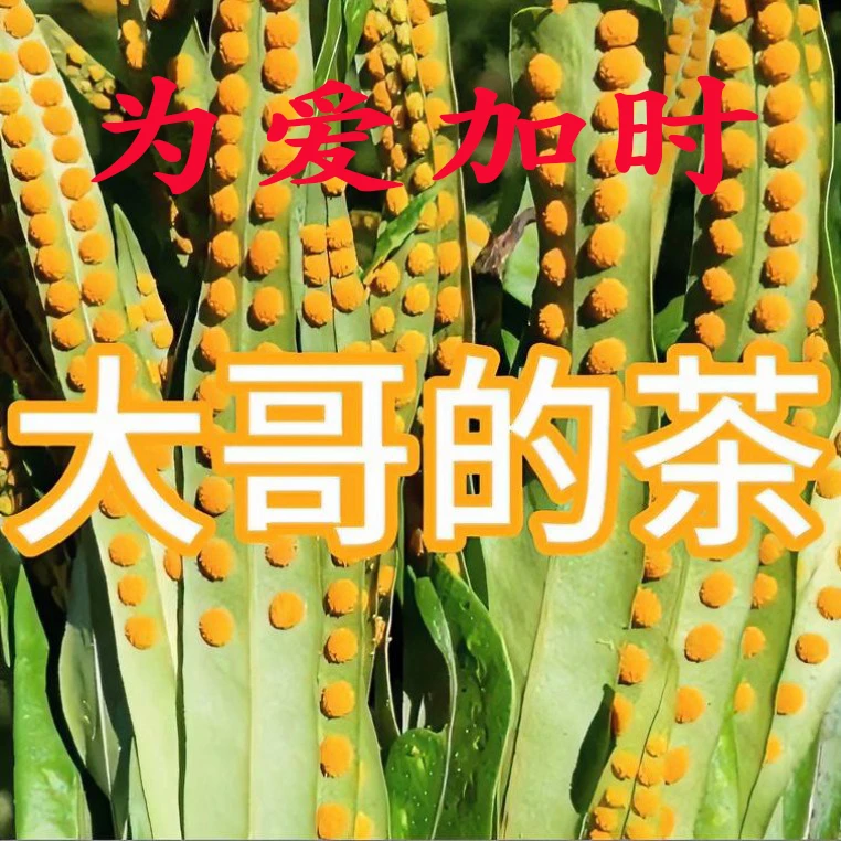 东北特产长白山深山嗷嗷叫【黄金草】化石草深山嘎嘎叫草安国市场