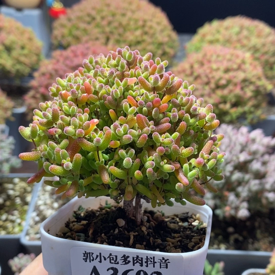 蜜橘糖球3603枝干番杏