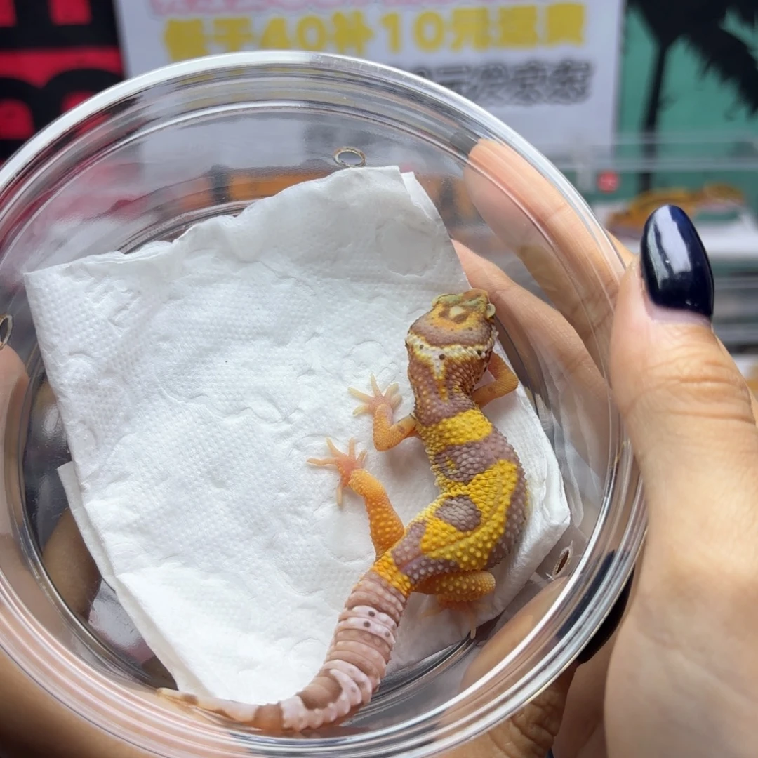 豹纹守宫川普暴龙妹妹X41