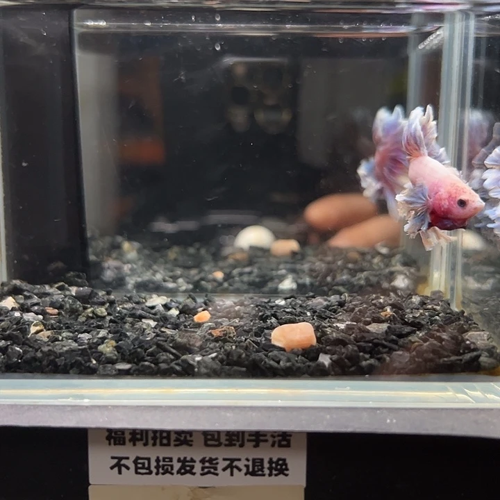 斗鱼竞拍跑单拉黑26日50