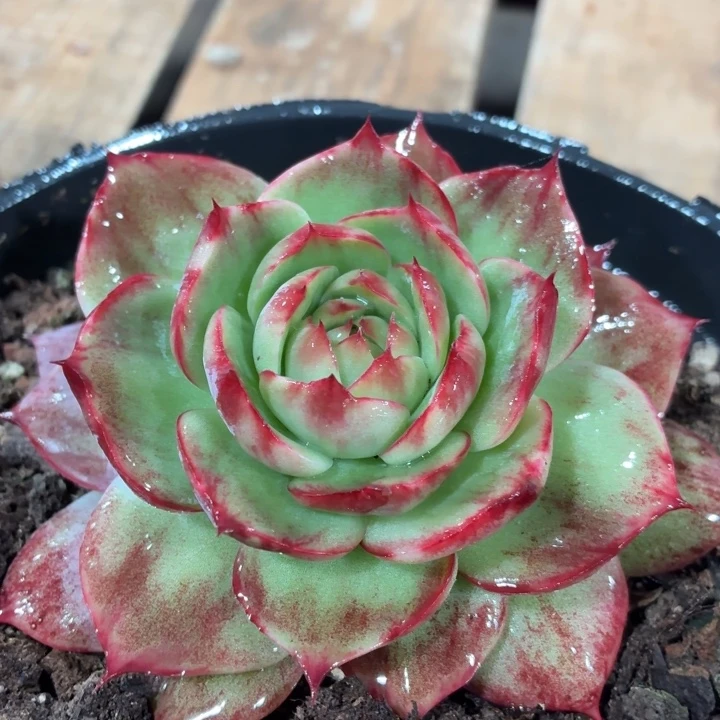 多肉植物惊鸿仙子